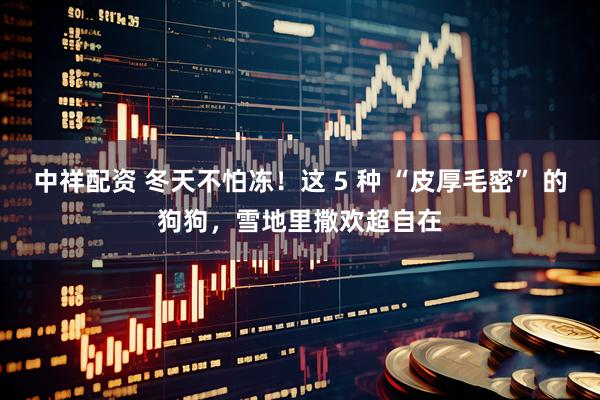 中祥配资 冬天不怕冻！这 5 种 “皮厚毛密” 的狗狗，雪地里撒欢超自在